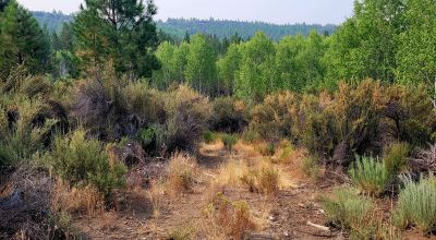 Private 481 acres - 3 sides Winema National Forest - Cooks Canyon - Pines Aspens Spruce Firs