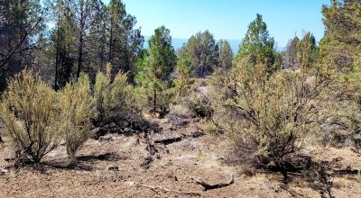 Southerly facing parcel above Sprague River Valley *  TREES