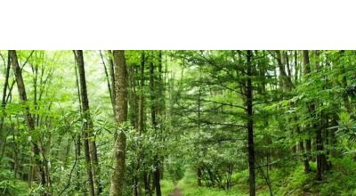 Remote Alaskan Wilderness - 1/2 mile from Hewitt Lake - Heavily treed