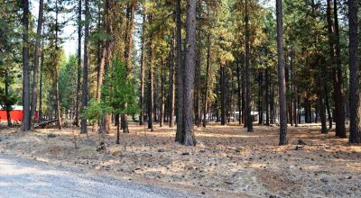 Keno Oregon Heavily Wooded Building Lot - Over One Acre - Power