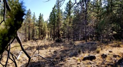 Privacy  *Trees * Southern Oregon Ferguson Mountain * OWF