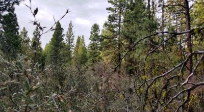 Forested Residential Buildable Parcel