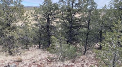 Rare! Bureau of Indian Affairs Inholding 40 acres - New Mexico