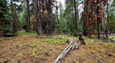 Near Bly Mountain Pass - Huge Trees, Huge Views - Residential Homesite in the trees