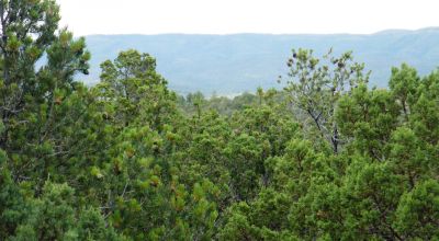 Privacy on dead-end road - Timberon New Mexico on hill Easterly facing