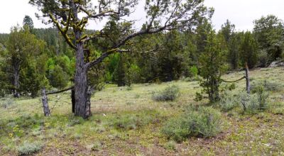 20 acres Oregon Forested Mountain land  near Lakeview & Drews Gap Summit