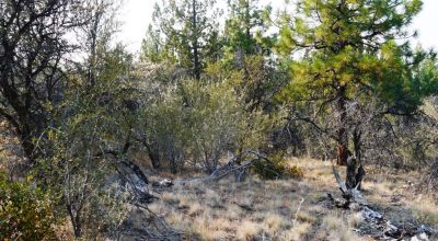 2 Adjoining Treed Lots - Privacy - Trees