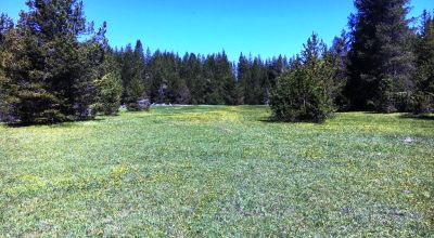Pristine forest land with Crescent Creek - Trees - Meadows