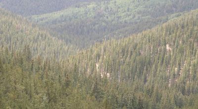 Pristine Mountain Land * Patented Mining Claim near Bonanza Colorado