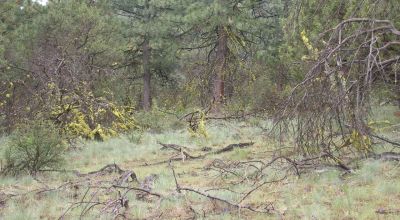 Forested Southern Oregon Property * Residential lot