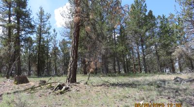 2 adjoining Lots almost 5 acres - Trees - Corner Lot - Camp RV Build