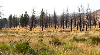 REDUCED * 2 adjoining lots Klamath County Oregon * burned in Fire several years ago.