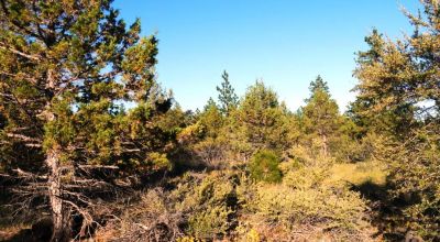 Adjoins Forest Service lands  3 treed lots * 2 together & 1 lot separted by a lot. Buy 1 or 2