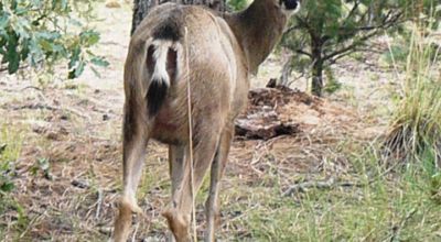 Timberon Large Residential Corner Lot - Main Road access - Trees