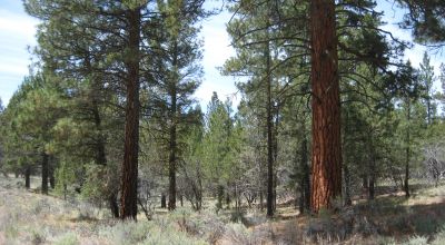 3 adjoining treed lots on cul de sac *