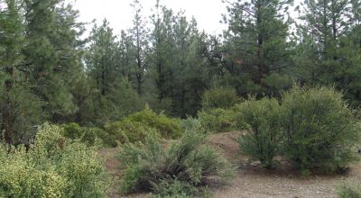 Forested Southern Oregon Property * Residential lot
