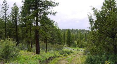Southern Oregon Forested 10 acres - Trees - Views