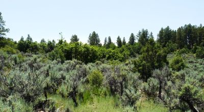 Two Adjacent Lots in Tierra Amarilla - Over One Acre - Wooded