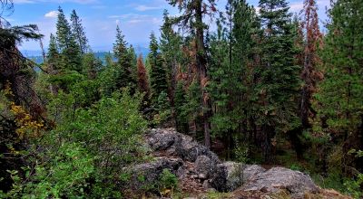 Near Bly Mountain Pass - Huge Trees, Huge Views - Residential Homesite in the trees