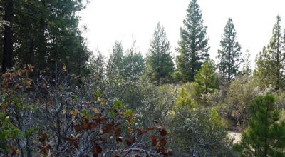 2 Adjoining Treed Lots - Privacy - Trees