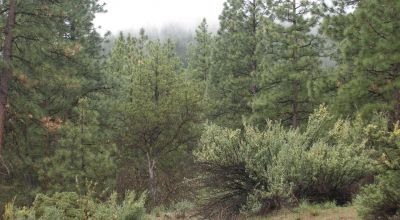 Forested Southern Oregon Property * Residential lot