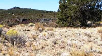 Remote Oregon wilderness. On Mesa near the Rim