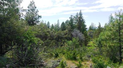 3 adjoining Residential Lots * buy 1 or all 3 * Trees * mobiles allowed