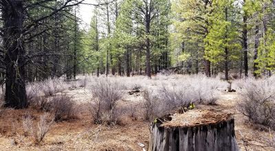 9.72 acres North of Beatty Oregon - Camp - RV - Build - Borders BLM lands