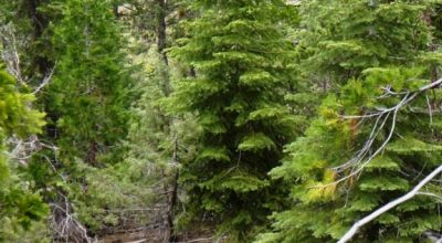 20 acres Oregon Forested Mountain land  near Lakeview & Drews Gap Summit