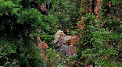 Near Bly Mountain Pass - Huge Trees, Huge Views - Residential Homesite in the trees