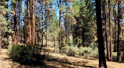 Heavily Treed - Power - Backs to Large Open Ranch