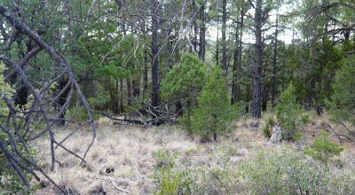 Timberon Residential Building Lot  1+ acre Trees - Corner Lot