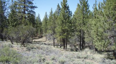 3 adjoining treed lots on cul de sac *