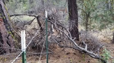 Forested Residential Buildable Parcel