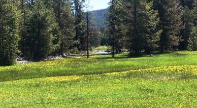 Pristine forest land with Crescent Creek - Trees - Meadows
