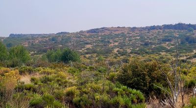 Private 481 acres - 3 sides Winema National Forest - Cooks Canyon - Pines Aspens Spruce Firs