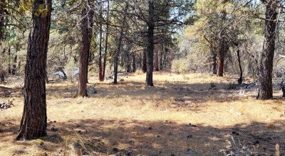 Forest like settings near Bly Mountain Pass * Mobiles, modulars, site-builds allowed