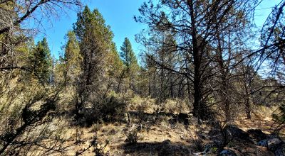 Southerly facing parcel above Sprague River Valley *  TREES