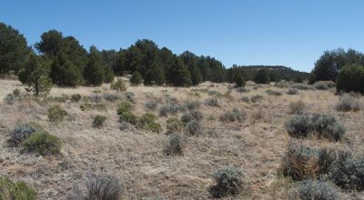 10 acres -Trees and Small Hill - Candy Kitchen Area New Mexico OWF