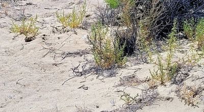 1 Full Section of  Nevada Desert & SAND HILLS  *  1 mile by 1 mile *