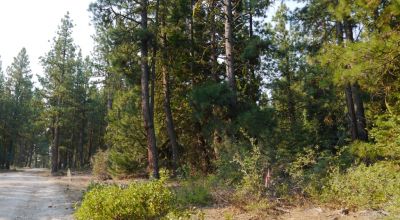 3 adjoining Lots - Trees Trees Trees - Quiet and Seclusion