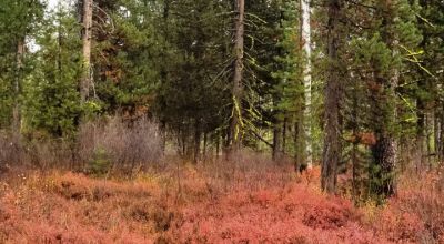 Pristine forest land with Crescent Creek - Trees - Meadows