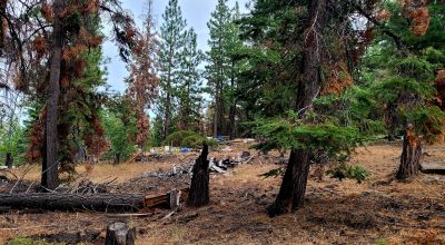 Near Bly Mountain Pass - Huge Trees, Huge Views - Residential Homesite in the trees