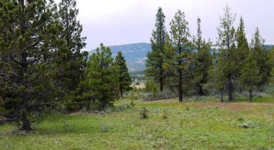Southern Oregon Forested 10 acres - Trees - Views
