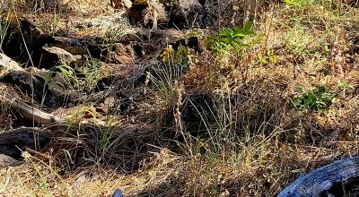 Trees - Meadows - Small Stream - Aspens