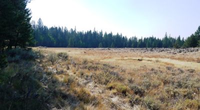 Remote - Island of Trees and Wet Weather Creek