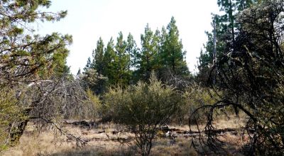 2 Adjoining Treed Lots - Privacy - Trees