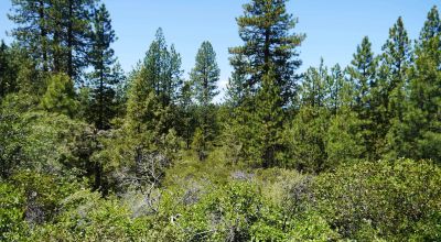 3 adjoining Residential Lots * buy 1 or all 3 * Trees * mobiles allowed