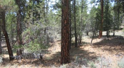 3 adjoining treed lots on cul de sac *