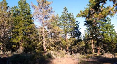 Adjoins Forest Service lands  3 treed lots * 2 together & 1 lot separted by a lot. Buy 1 or 2